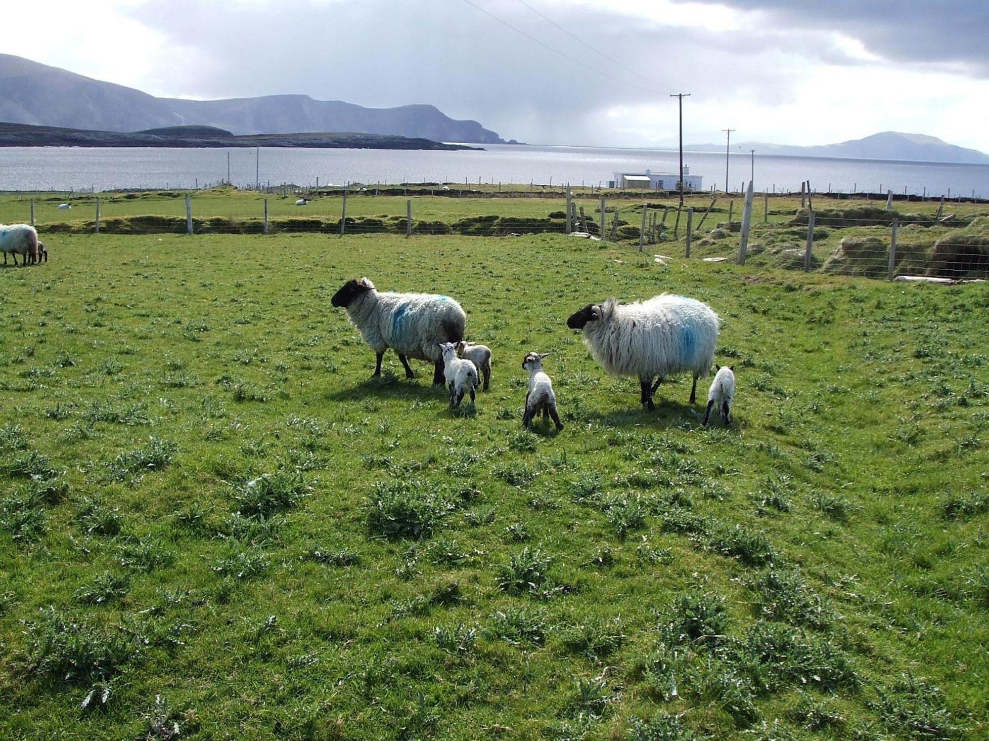 Achill West Coast House Bed & Breakfast Dooagh Dış mekan fotoğraf